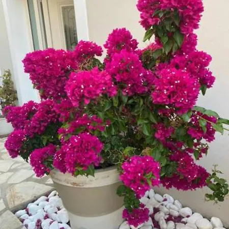 Luxury Seaside Darl וילה