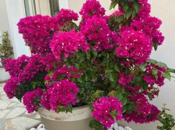 Luxury Seaside Darl Villa